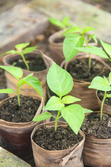 Chili plant nursery using polybags made from banana leaves, chili plant nursery, small chili plants