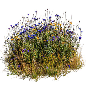 Vibrant wildflowers bloom brightly against a white background showcasing a lively summer meadow scene.. AI Generated