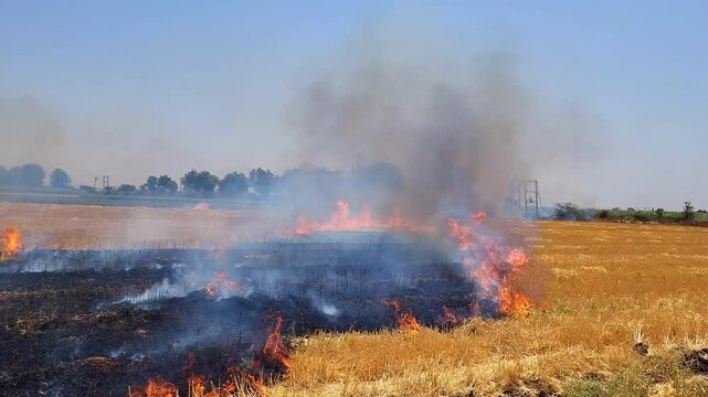 fire in the forest, fire in the field