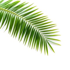 Obraz premium Green coconut palm leaves against a white background