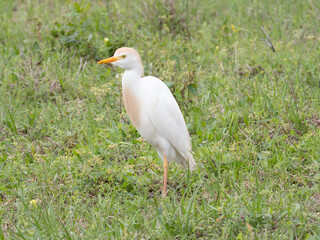 Obraz premium Close Up of a Cattle Egret Standing in a Grassy Field Facing Left
