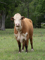 Obraz premium Close Up of a Curious Hereford Cow Looking at the Camera
