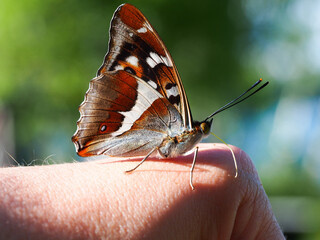 Butterfly on a hand