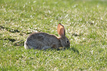 Cottontail bunny rabbit in the grass 