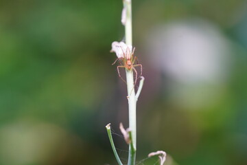Striped lynx spider in the vegetable garden.