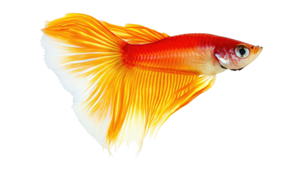 Orange and red fish, side view