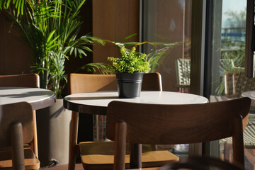  cafe interior with potted plant on table during bright daylight