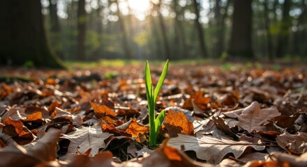 A Tiny Sprout Emerging Through Autumn Leaves in a Sunlit Forest