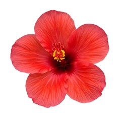 Red hibiscus flower isolated on white background