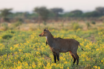 Naklejka premium Nilgai animal in the wildflower meadow in rural Rajasthan India