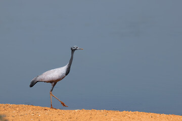 Single Demoiselle crane bird migrate during winter time. At Khichan, Rajasthan