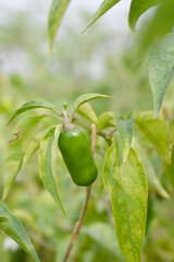 fresh green chili on plant closeup, chili plants in organic farming, Chilies closeup in field, Green chili plant in a farmer's field, Ripe green chili on a plant in Chakwal, Punjab, Pakistan