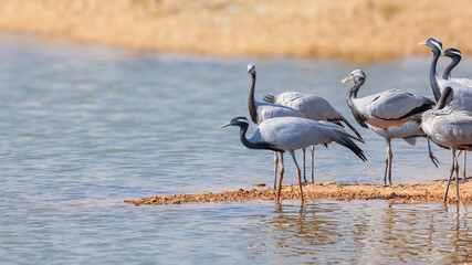 Demoiselle crane birds migrate to Rajasthan, India from Mongolia during winter time.