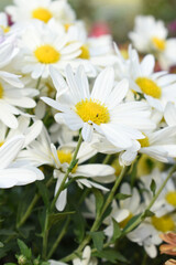 white Common daisy beautiful flowers with blur green background in garden, White beautiful daisies on a field in green grass, Oxeye daisy, Leucanthemum vulgare, Daisies, Dox-eye, Dog daisy in nature
