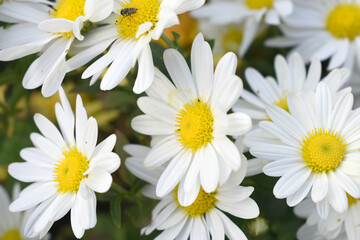 white Common daisy beautiful flowers with blur green background in garden, White beautiful daisies on a field in green grass, Oxeye daisy, Leucanthemum vulgare, Daisies, Dox-eye, Dog daisy in nature