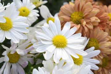 white Common daisy beautiful flowers with blur green background in garden, White beautiful daisies on a field in green grass, Oxeye daisy, Leucanthemum vulgare, Daisies, Dox-eye, Dog daisy in nature
