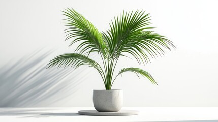 Fototapeta premium Modern potted palm plant against white backdrop. Possible use Interior design, home decor