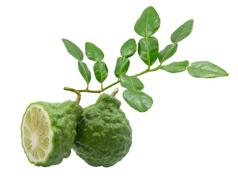 Fresh Kaffir Limes with Leaves Isolated