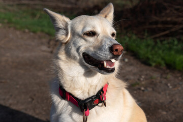 Portrait of the head of a young dog of mixed breed, similar to a white shepherd, light brown in color with a pink nose and a pink collar, who smiles.