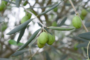 unripe green olives on tree closeup, Olive-tree branch with unripe green olives, olive tree...