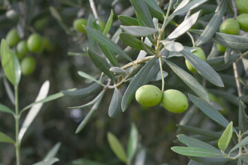 unripe green olives on tree closeup, Olive-tree branch with unripe green olives, olive tree...