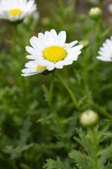 Obraz premium white Common daisy beautiful flowers with blur green background in garden, White beautiful daisies on a field in green grass, Oxeye daisy, Leucanthemum vulgare, Daisies, Dox-eye, Dog daisy in nature