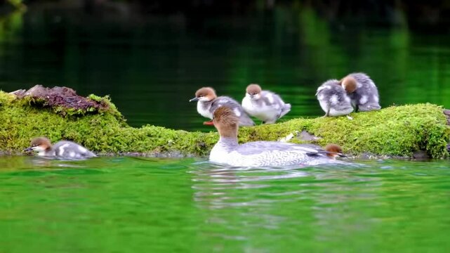 Several young Chinese mergansers and their mother 