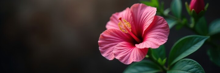 Single hibiscus flower, delicate petals, studio shot , shot, nature, hibiscus