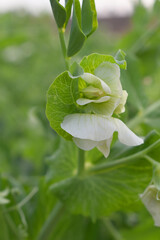 Flowering pea plant. White flowers closeup. Flower of pea plant close up. Natural green pea plants as spring background, peas plant flower closeup, peas blossom closeup white flower on vegetable plant