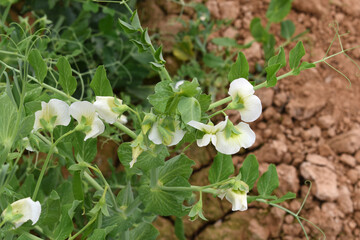 Flowering pea plant. White flowers closeup. Flower of pea plant close up. Natural green pea plants as spring background, peas plant flower closeup, peas blossom closeup white flower on vegetable plant