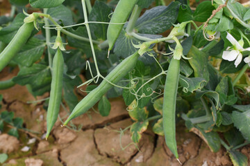 Green peas grow in the garden Beautiful close up of green fresh peas and pea pods. Healthy food,...