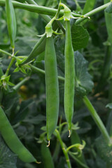 Obraz premium Green peas grow in the garden Beautiful close up of green fresh peas and pea pods. Healthy food, Bush of sweet pea with ripe pods cultivated on vegetable garden, green peas closeup in nature, Pakistan