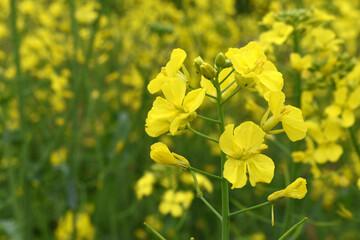 Obraz premium Mustard flower field is full blooming, yellow mustard field landscape industry of agriculture, mustard flowers closeup photo, Oil seed crop cultivation in Pakistan, Full Blooming Yellow Mustard Flower