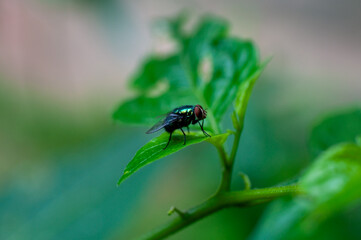 Fly on a leaf