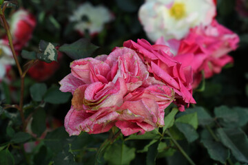 Beautiful pink rose flower closeup in garden, A very beautiful pink yellow rose flower bloomed on the rose tree, Rose flower closeup, bloom flowers, Natural spring flower floral background