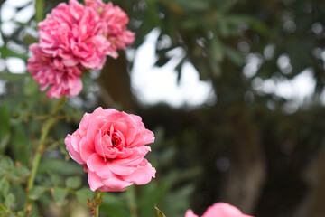 Obraz premium Beautiful pink rose flower closeup in garden, A very beautiful pink yellow rose flower bloomed on the rose tree, Rose flower closeup, bloom flowers, Natural spring flower floral background
