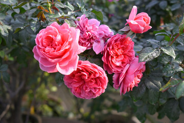 Beautiful red rose flower closeup in garden, A very beautiful red rose flower bloomed on the rose tree, Rose flower closeup, bloom flowers, Natural spring flower, Natural floral background,