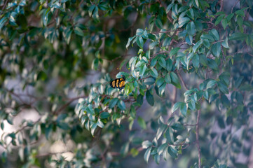 butterfly on the leafs 