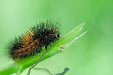 caterpillar on a leaf
