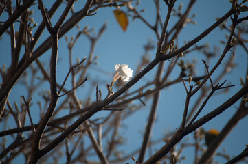 flower on a branch