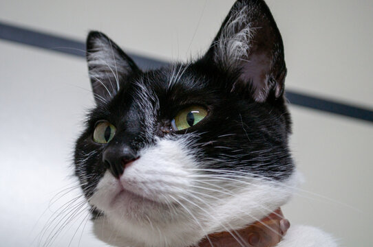 black and white cat