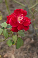 Beautiful red rose flower closeup in garden, A very beautiful red rose flower bloomed on the rose tree, Rose flower closeup, bloom flowers, Natural spring flower, Natural floral background,