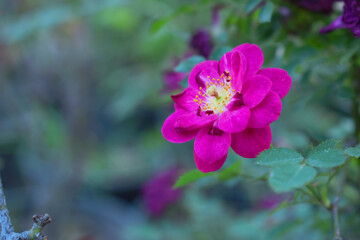 Beautiful red rose flower closeup in garden, A very beautiful red rose flower bloomed on the rose tree, Rose flower closeup, bloom flowers, Natural spring flower, Natural floral background,