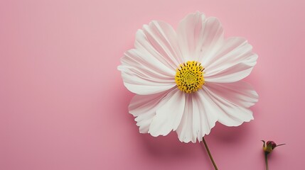 A beautiful white flower with a yellow center is in full bloom against a pink background. The flower is facing the camera with its petals fully open.