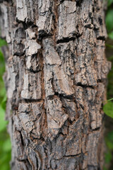 Obraz premium the blurred abstract background of bark texture in the forest.