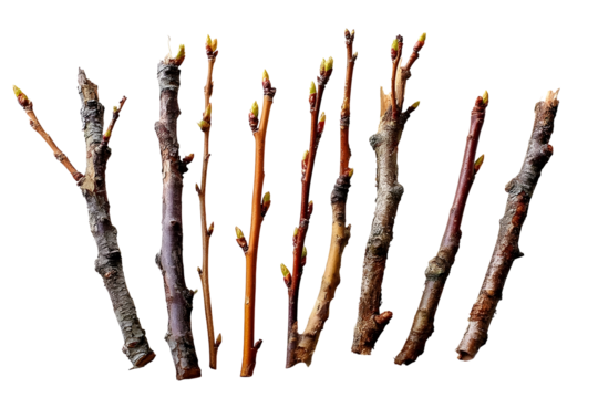 A collection of diverse sprouting twigs indicating seasonal renewal with buds