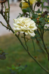 Obraz premium Beautiful white rose flower closeup in garden, A very beautiful white rose flower bloomed on the rose tree, Rose flower closeup, bloom flowers, Natural spring flower, Natural floral background,