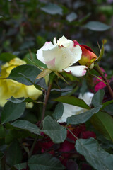 Beautiful white rose flower closeup in garden, A very beautiful white rose flower bloomed on the rose tree, Rose flower closeup, bloom flowers, Natural spring flower, Natural floral background,