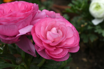 Beautiful Pink ranunculus flower growing in an outdoor flower garden. ranunculus flower closeup, Pink blooming flower, Closeup shot of a beautiful blossoming ranunculus in field