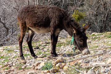 Ein angebundener Esel sucht auf kargem Untergrund nach Nahrung